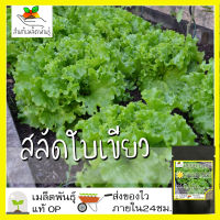 เมล็ดพันธุ์ สลัด ใบเขียว 1000 เมล็ด Green Leaf Lettuce seed เมล็ดพันธุ์แท้ นำเข้าจากต่างประเทศ ปลูกผัก สวนครัว ปลูกง่าย