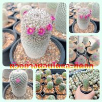 ??มาทูเดีย?? Mammillaria matudae ไม้เมล็ด ขนาด 2-3 ซม. ต้นกระบองเพชร ต้นแคคตัส (แคคตัส กระบองเพชร)