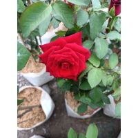 ?สินค้าขายดี? [แดง]ต้นกุหลาบตัดดอก หรือ HYBRID TEA (HT) #ไม้ประดับ #ไม้มงคล ในถุงชำ 8 นิ้ว