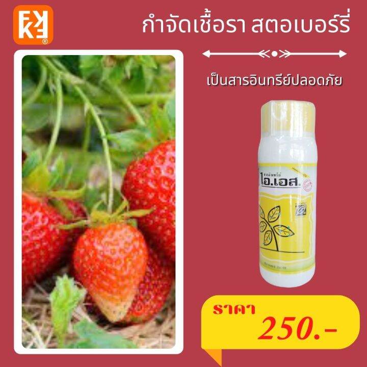 สตอเบอร์รี่ ผลเน่า ใบไหม้ ใบเหลือง กำจัดโรคสตอร์เบอร์รี่ จากเชื้อราต่างๆ ปลอดสารพิษ ไอเอส และ FK-T(ใช้ได้ทุกพืช)โดย FK | Lazada.co.th สตอเบอร์รี่ ผลเน่า ใบไหม้ ใบเหลือง กำจัดโรคสตอร์เบอร์รี่ จากเชื้อราต่างๆ ปลอดสารพิษ ไอเอส และ Fk-T(ใช้ได้ทุกพืช)โดย Fk | Lazada.Co.Th