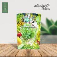 Green Garden เมล็ดพันธุ์ผักชีลาว (Dill)