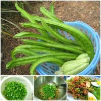 เมล็ดพันธุ์ ถั่วพูยักษ์,ถั่วพูยาว (Giant Winged Bean Seed) บรรจุ 10 เมล็ด คุณภาพดี ราคาถูก ของแท้ 100%