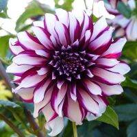 35 เมล็ด เมล็ดพันธุ์ Mystery Dahlia สายพันธุ์ยุโรป ดอกรักเร่ นำเข้าจากอังกฤษ ดอกใหญ่ พร้อมคู่มือปลูก Dahlia Seed