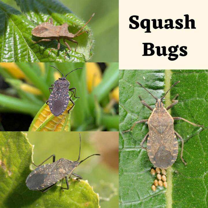 Insecticide Squash Bugs (Anasa Tristis) Last for 30 days Lazada