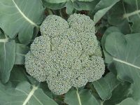 Waltham29 Broccoli (400 seeds) บล็อคโคลี่ พันธุ์ วอทัม29 (400 เมล็ด)