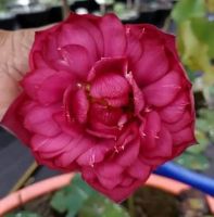 10 เมล็ดบัว สายพันธุ์ Red Partition Lotuses Flower Seeds สีแดง บัวหลวงนอก บัวสาย บัวไหว้พระ ดอกใหญ่ ประดับบ้าน ตกแต่งสวน