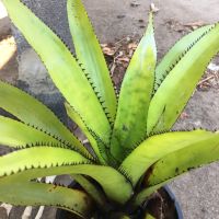 สับปะรดสี#bromeliad# ต้นไม้#neo Piemento# สวยงาม# ไม้ประดับ# ตกแต่งสวน# ปลูกตกแต่งบ้าน# ไม้มงคล# ขายราคาถูก ต้นไม้ทนแล้ง