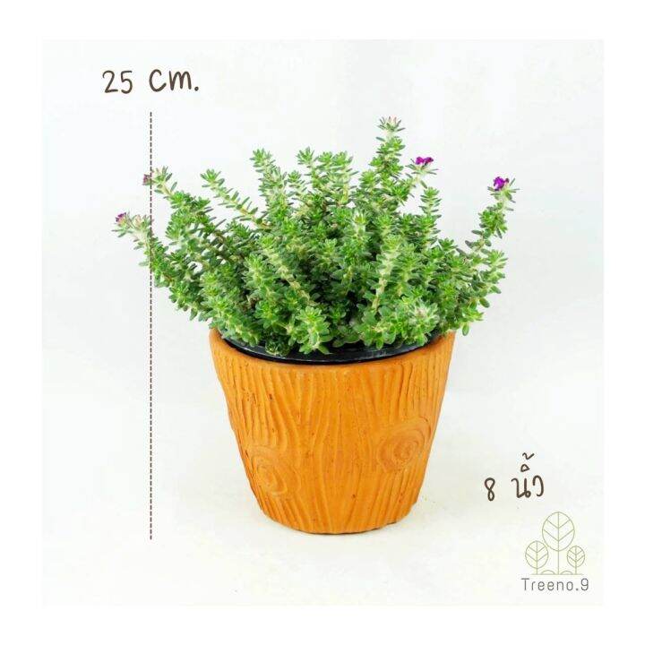 โปรโมชั่น-t323-ปอร์ตูก้า-หรือ-แพรบลาซิล-portulaca-werdermannii-กระถาง-8-นิ้ว-สูง-20-25-cm-ไม้ดอกสีสดสวย-พุ่มเล็ก-ราคาดี-ต้นไม้-ฟอก-อากาศ-กระถาง-ต้นไม้-ไม้-ประดับ-ต้นไม้-ปลูก-ใน-บ้าน