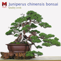 สนจูนิเปอร์บอนไซ Juniperus chinensis bonsai ไม้แคระประดับ (20เมล็ด)