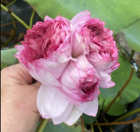 5 เมล็ด บัวนอก บัวนำเข้า บัวสายพันธุ์TRADITIONAL THOUSAND PETALS LOTUS สีชมพู สวยงาม ปลูกในสภาพอากาศประเทศไทยได้ ขยายพันธุ์ง่าย เมล็ดสด