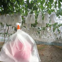 100Pcs Grape Protection Bags Garden Fruit Vegetable Mesh Bag Agricultural Against Insect Pouch Anti-Bird Grape Bags