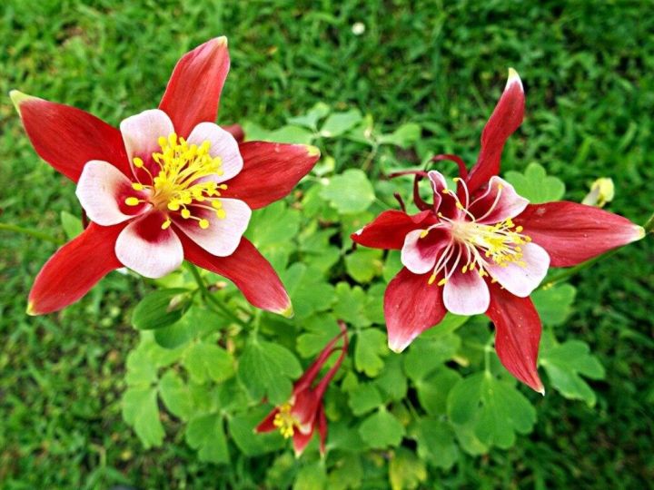 20-เมล็ดพันธุ์-bonsai-เมล็ด-ดอกโคลัมไบน์-columbine-เป็นดอกไม้ประจำรัฐ-colorado-columbine-flower-seed-อัตราการงอกของเมล็ด-80-85