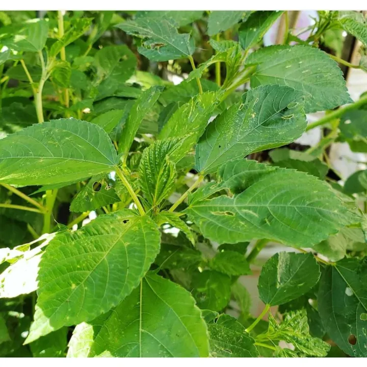 [Plantfilled] Saluyot | Jute Leaves Seeds | Vegetables | Approxbuy 1 ...