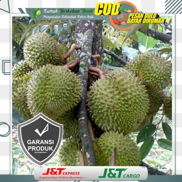 Terlaris Bibit Durian Montong Kaki 3 Tiga Super Tanaman Buah Asli