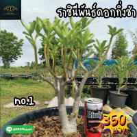 ?ต้นชวนชมราชินีกิ่งชำ ถอนส่ง ??ราคาถูก?ตรงปก