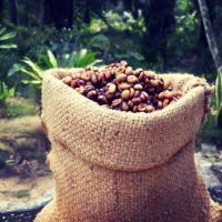 กาแฟขี้ชะมด แท้100%เกรดพรีเมี่ยม(1 กิโลกรัม) Khanom Civet Coffee Premuim grade.(1kg.)