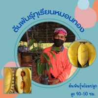 “หมอนทอง” (1ต้น) ทุเรียนหมอนทอง (Monthong Durian) ต้นสูง40-50ซม. ต้นพันธุ์พร้อมลงปลูก พร้อมส่ง