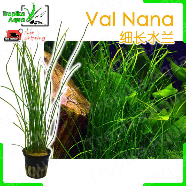 Val Nana / Needle Leaf Eelgrass (Vallisneria Nana) 细长水兰 aquarium aqua