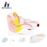 Qing hua 33212 ears anatomical model 6 times as big as human organs dissection biological teaching medical demonstration model