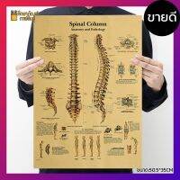 ระบบ กระดูกสันหลัง Spinal column ภาพโปสเตอร์ ร่างกายมนุษย์ สไตล์วินเทจ เพื่อการศึกษาเรียนรู้ ตกแต่งบ้าน คลีนิค โรงเรียน *ขายดี*