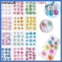 OWMXZL 12pcs อุปกรณ์ DIY ของตกแต่งบ้าน วัสดุเปลือกโทรศัพท์มือถือ ดอกแอมมิ มาจัส กดแห้ง พืชทำมือ ทรูฟลาวเวอร์