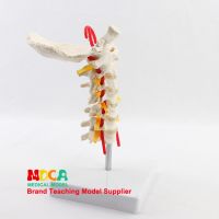 The occipital orthopaedic spinal nerve cervical vertebra model of human spine model medical medical teaching MGJ006