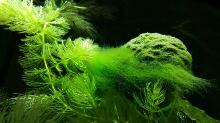 azoo-algae-away-ลดตะไคร่น้ำ-ยับยั้งการเกิดสาหร่าย-ในตู้ไม้น้ำ