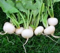 100 เมล็ด เมล็ดหัวไซเท้า ของแท้ 100% อัตรางอก 70-80% Japanese White Mini Radish seeds มีคู่มือปลูก