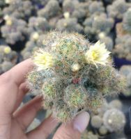 ??แมมเม็ดพริก ?? ดอกสีเหลือง  Mammillaria prolifera  ขนาด  4-6 ซม. ไม้ชำหน่อ ต้นกระบองเพชร ต้นแคคตัส (แคคตัส กระบองเพชร)