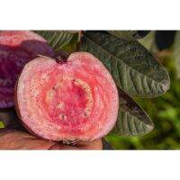 ( โปรสุดคุ้ม... ) สินค้าขายดี ฝรั่งแดง(Red Guava) ราคาถูกสุด พรรณ ไม้ น้ำ พรรณ ไม้ ทุก ชนิด พรรณ ไม้ น้ำ สวยงาม พรรณ ไม้ มงคล