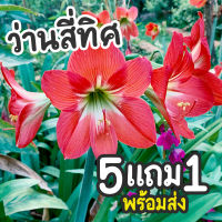 ว่าน4ทิศ (พันธุ์พื้นเมือง) ? ต้นไม้มงคล / ตกแต่งบ้าน / ตกแต่งห้อง