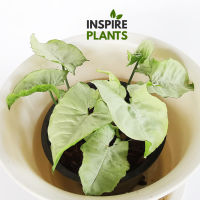 INSPIRE PLANTS , Syngonium Gold Allusion /Bold Allusion / White Butterfly / Orm Nak Red  ออมเงิน ออมทอง ออมเงินใบกลมรัศมีทอง ออมนาคแดง