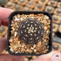 โปรโมชั่น ยิมโน จานบิน Gymnocalycium Ragonesei แคคตัส กระบองเพชร cactus&amp;succulent ราคาถูก  แคคตัส กระบองเพรช ตะบองเพรช ไม้จิ๋ว ไม้ตั้งโต๊ะทำงาน ไม้ประดับ ไม้มงคล ไม้ดอก