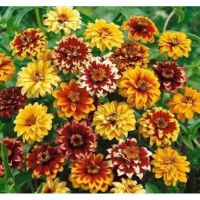 เมล็ดพันธุ์ บานชื่น พรมเปอร์เซีย ( Persian Carpet Zinnia Seed ) บรรจุ 15 เมล็ด