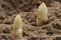 10 เมล็ดพันธุ์ Garden Seeds หน่อไม้ฝรั่ง White Asparagus Seeds มีคู่มือพร้อมปลูก อัตรางอก 80-85%