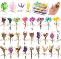 ✧۩ 30Pcs Dont Forget Me Flower Mini Bouquets Natural Gypsophila Dried Flowers Decorative for DIY CraftPhoto Props Home Decor