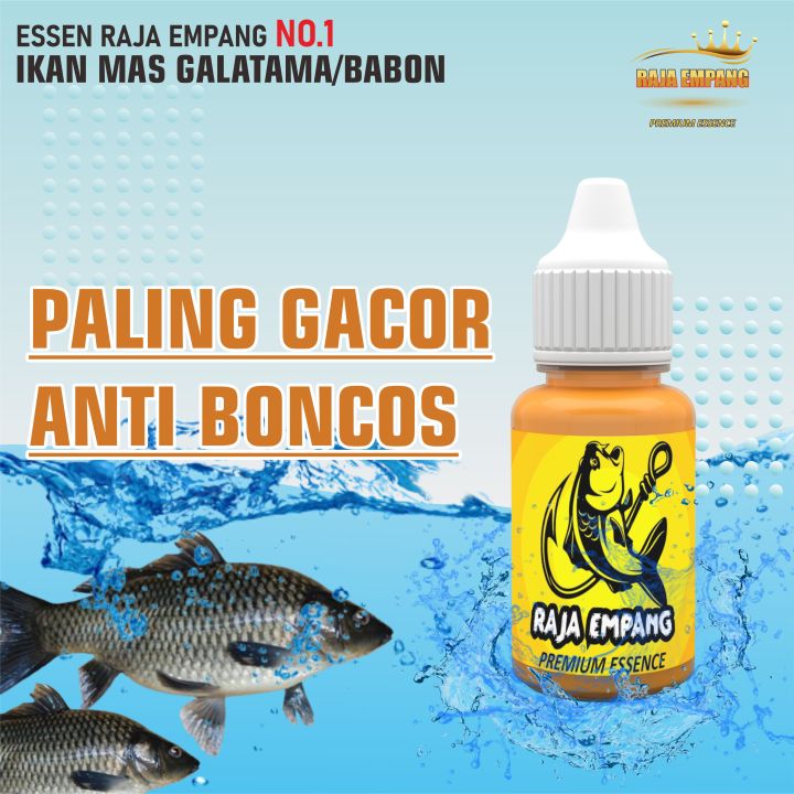 Essen Amis Wangi Paling Bagus Essen Ikan Mas Paling Bagus Segala Umpan