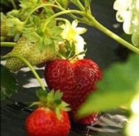 เมล็ดพันธุ์ Home Plant Strawberry สายพันธุ์ Chandler 50 เมล็ด เมล็ดพันธุ์ Home Plantนำเข้าจาก ยุโรป