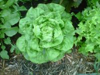 Buttercrunch Lettuce (1000 seeds) ผักสลัด บัตเตอร์คลั้น (1000 เมล็ด)