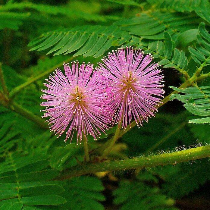 LHK 30seeds Mimosa Pudica/Makahiya Flower Seeds Mimosa Bloom Seeds ...