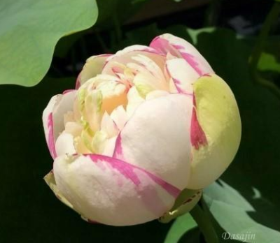 5 เมล็ด บัวนอก บัวนำเข้า บัวสายพันธุ์ Dasajin Lotus สีขาว ม่วง สวยงาม ปลูกในสภาพอากาศประเทศไทยได้ ขยายพันธุ์ง่าย เมล็ดสด