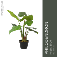 Philodendron 80 CM- ต้นฟิโลเดนดรอน 80 ซม.