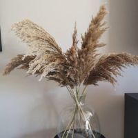 10/20pcs pampas grass decor plants home wedding decor dried flowers bunch feather flowers natural free shipping