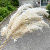 Fluffy Natural Pampas Grass Real Small Dried Flowers Bouquet Indoor Home Decor Boho Wedding Arch Decoration Christmas Decor