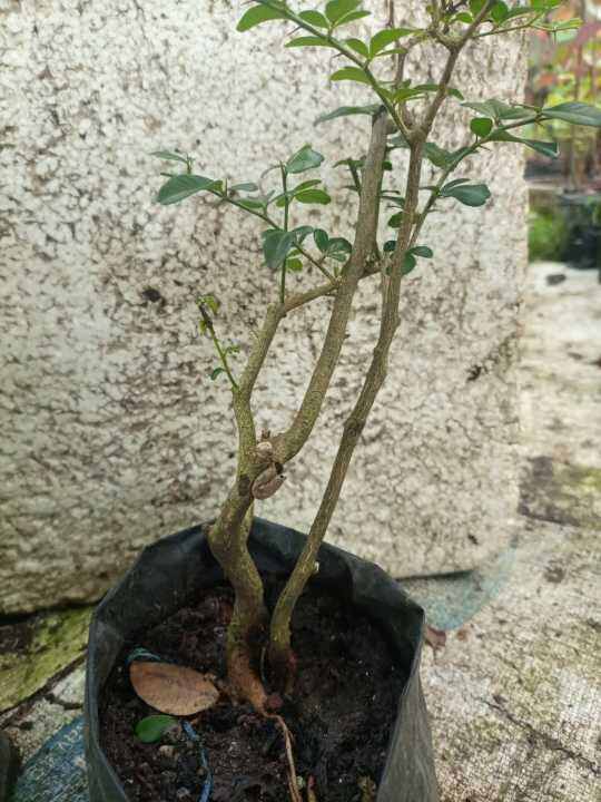 Jeruk Kingkit/Kelingkit (Bahan Bonsai) Batang Bercagak 'Tanaman