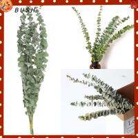 BUSH 10PCS/Bouquet DIY การตกแต่งบ้าน การจัดดอกไม้ เรียล พาลท์ กิ่งก้าน ใบยูคาลิปตัสธรรมชาติ ดอกไม้ประดิษฐ์