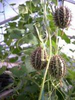 10 เมล็ดพันธุ์ แตงกวาเงาะ หรือแตงกวาป่า(กินได้) ornamental cucumber Seeds มีคู่มือพร้อมปลูก อัตรางอก 80-85%