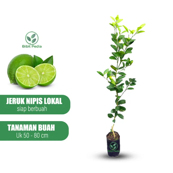 Pohon Jeruk Nipis Lokal Tanaman Jeruk Nipis Sambal Lazada Indonesia