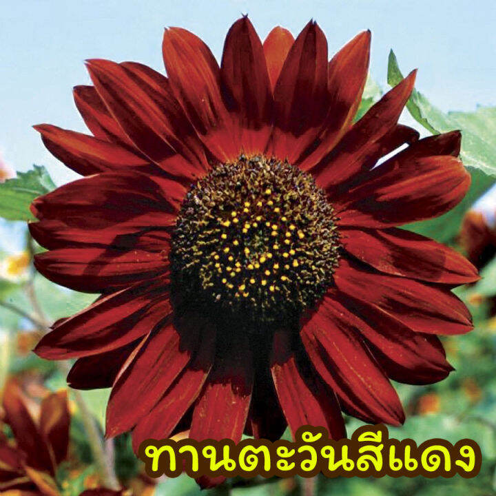 ทานตะวันสีแดง-red-sunflower-ทานตะวันแดง-20-เมล็ด-homes