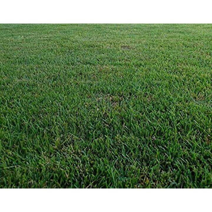 seeds Zenith Zoysia Grass Seeds/Lawngrass Seeds For your lawn, Lazada PH